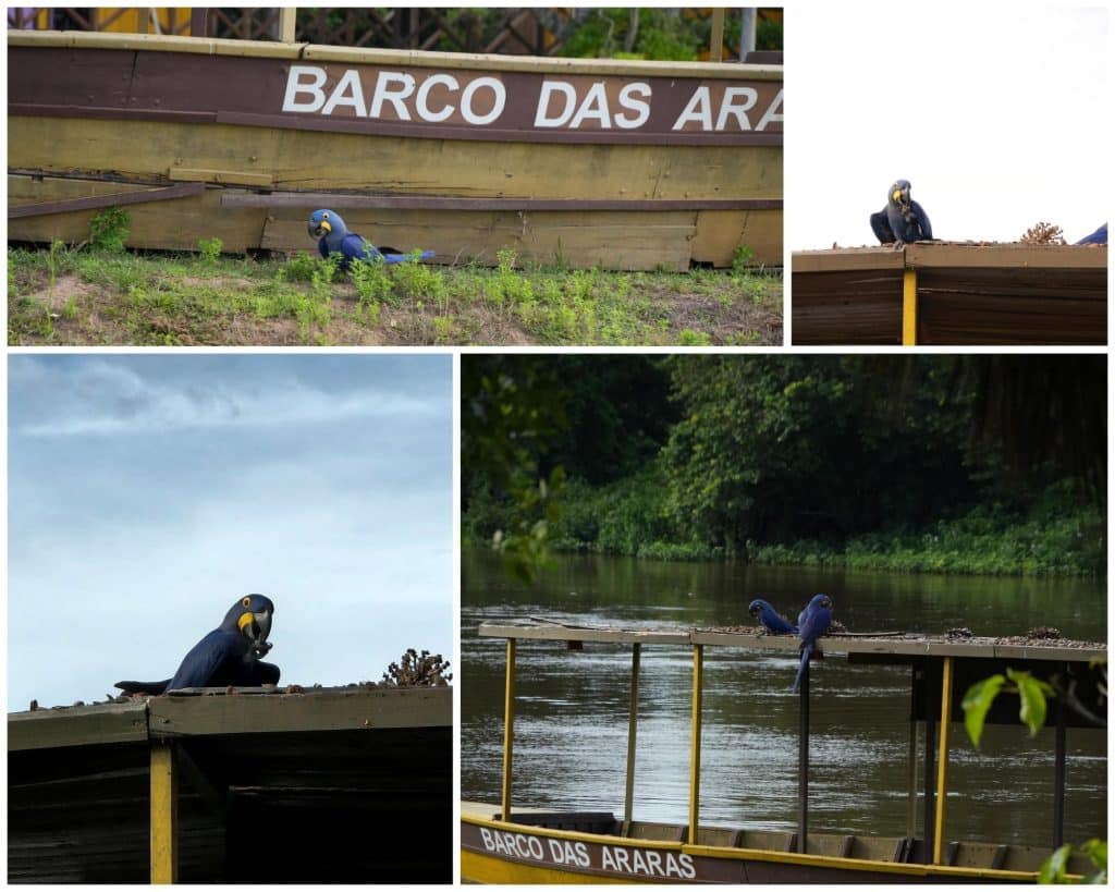 Wildlife at Pantanal Jungle Lodge