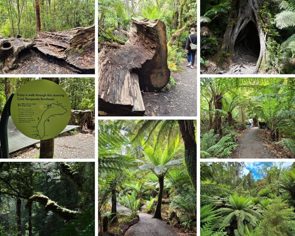 Cold climate rain forest in Otway National Park near the Great Ocean Road