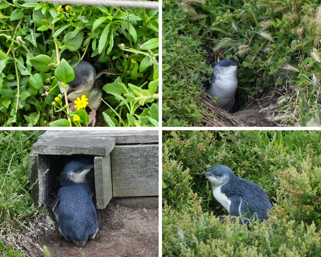 The Little Penguins on Phillip Island