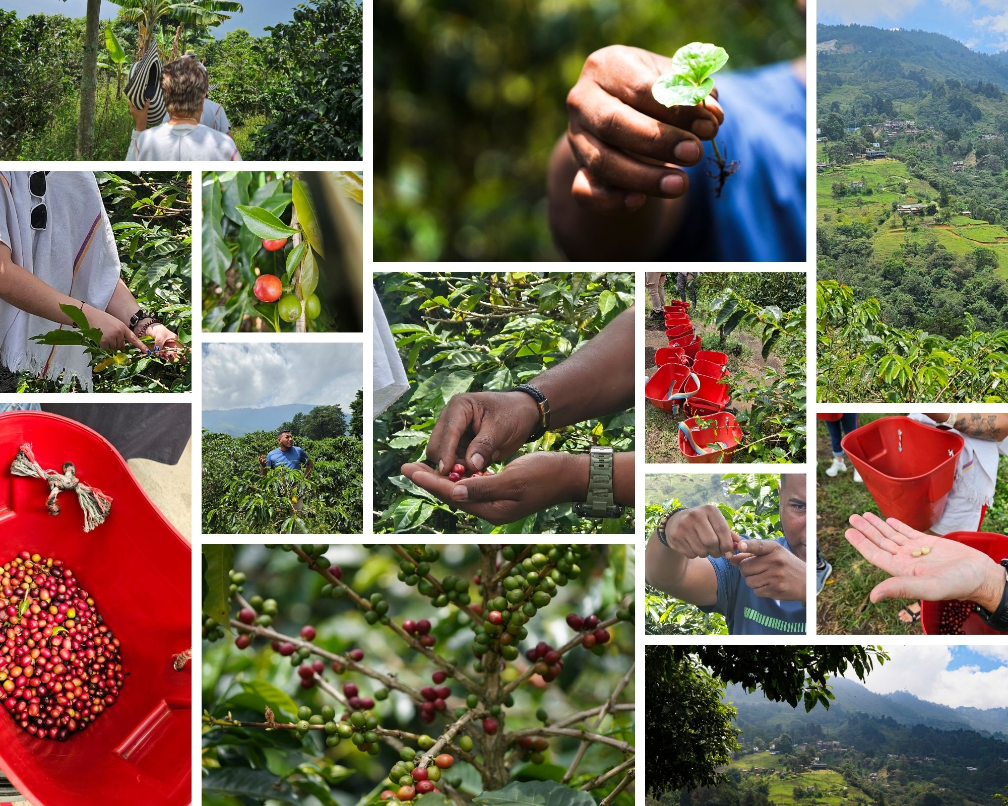 Harvesting coffee cherries in La Sierra